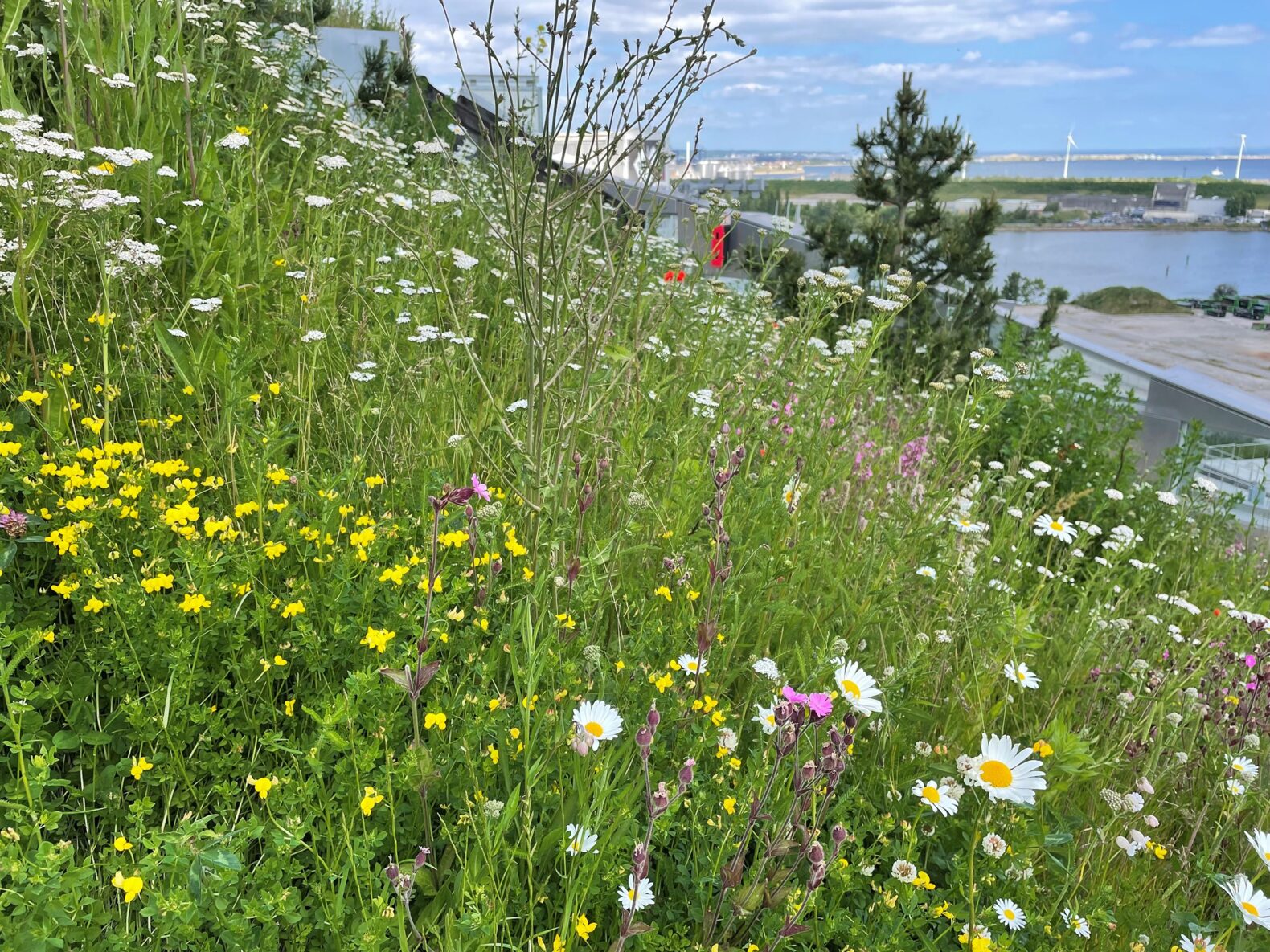 copenhill_biodiversitet (1)