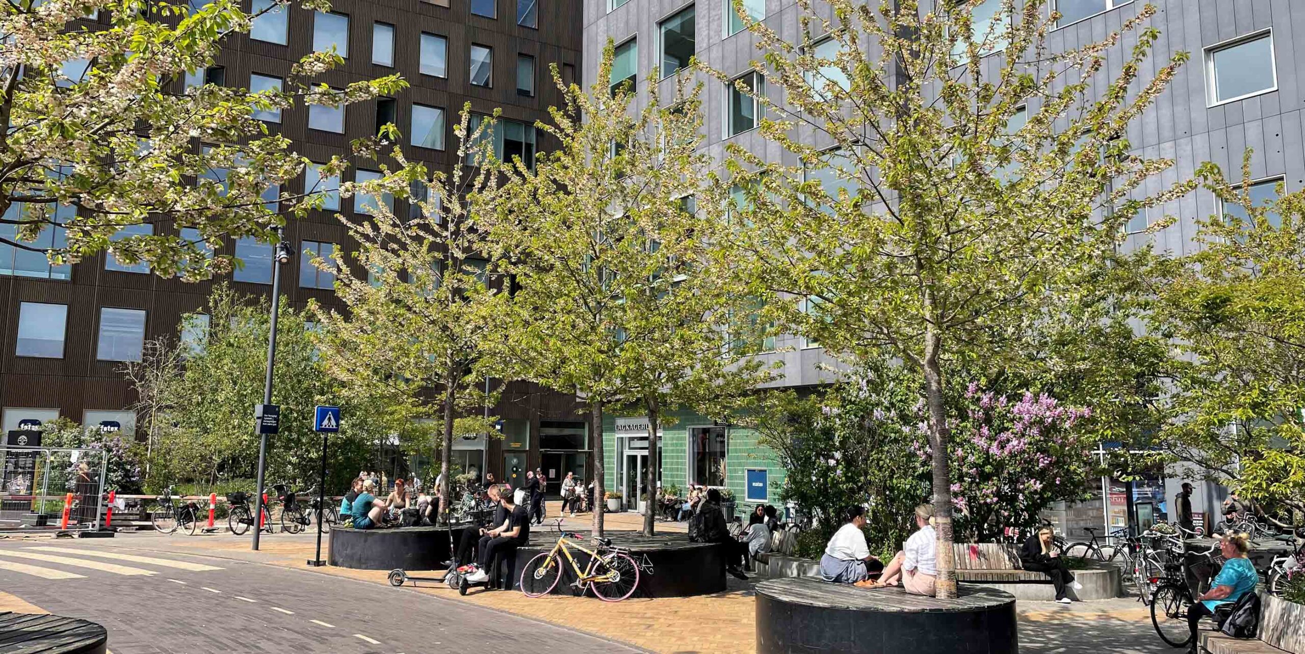 Bytræer i blomst omkring runde siddepladser på belagt byplads foran boligbebyggelse.