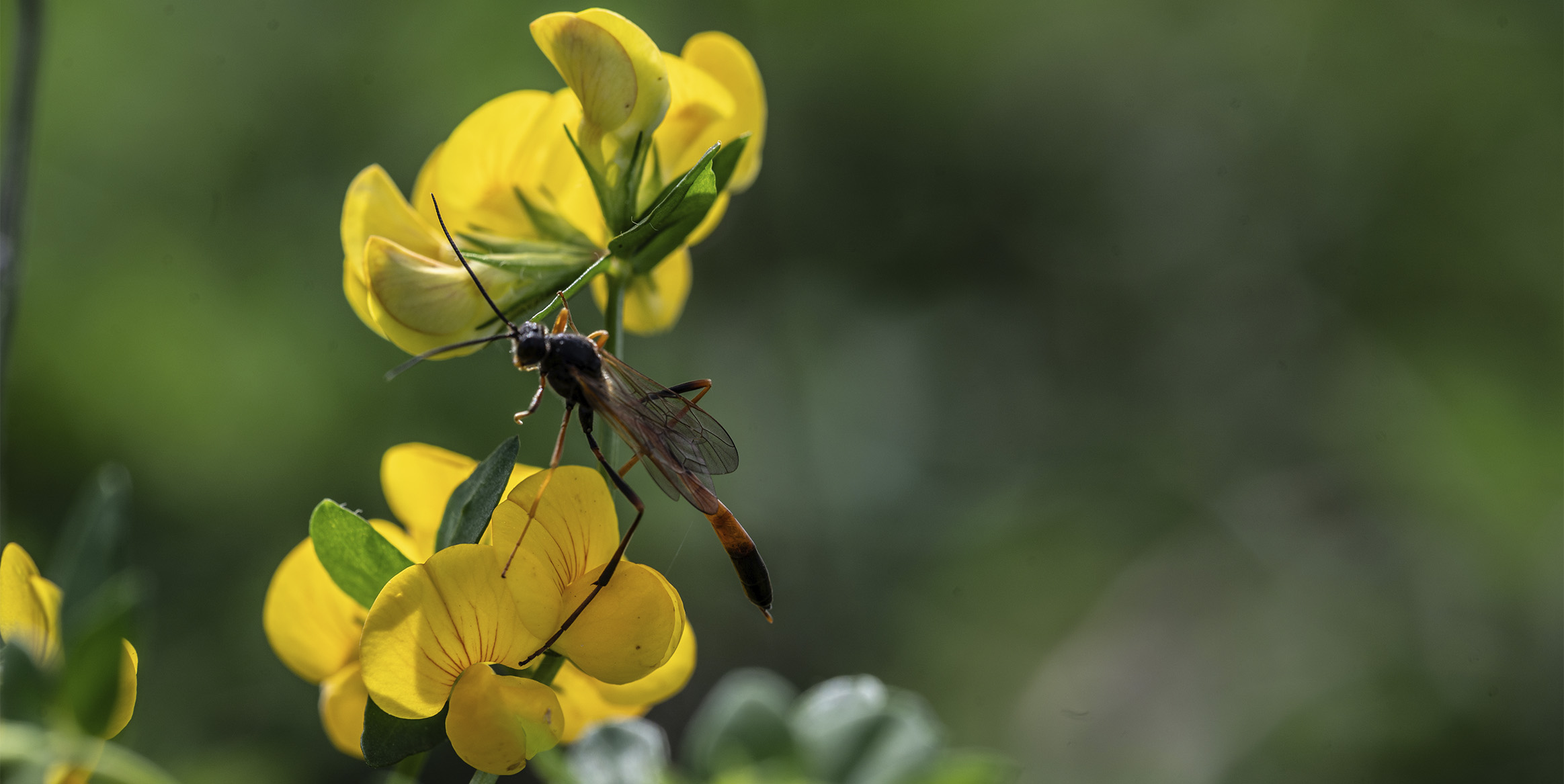 Snyltehveps sidder på gul kællingetand i blomstrende bevoksning.