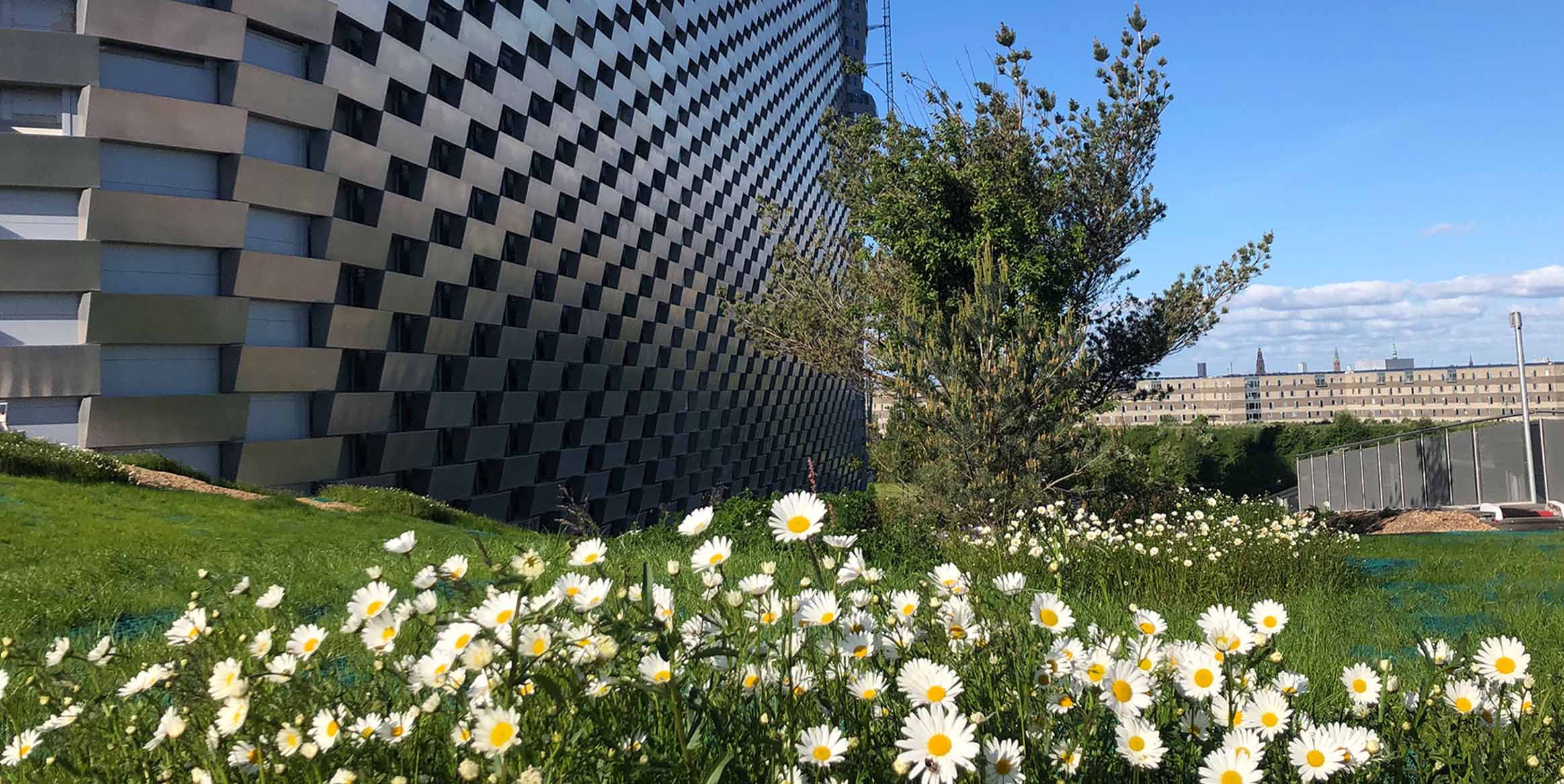 Blomstereng med prikkeliv ved bygningsfacade i byområde