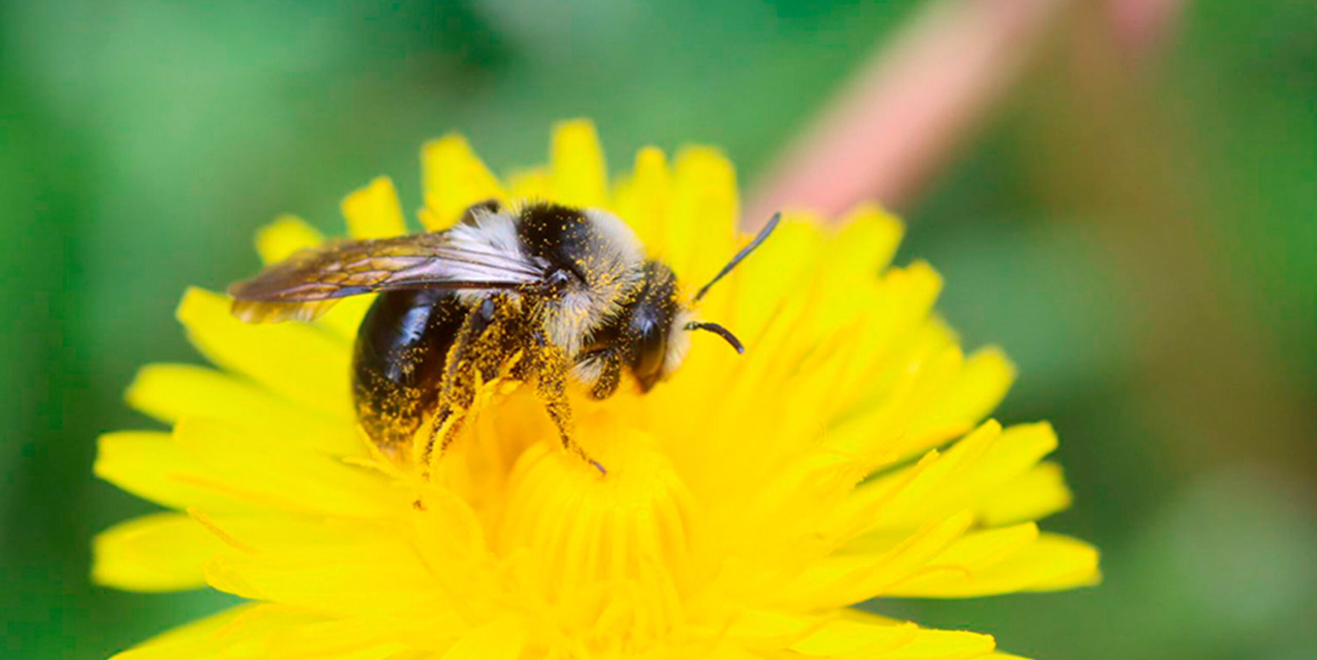 Vildbi indsamler pollen på mælkebøtte i naturareal