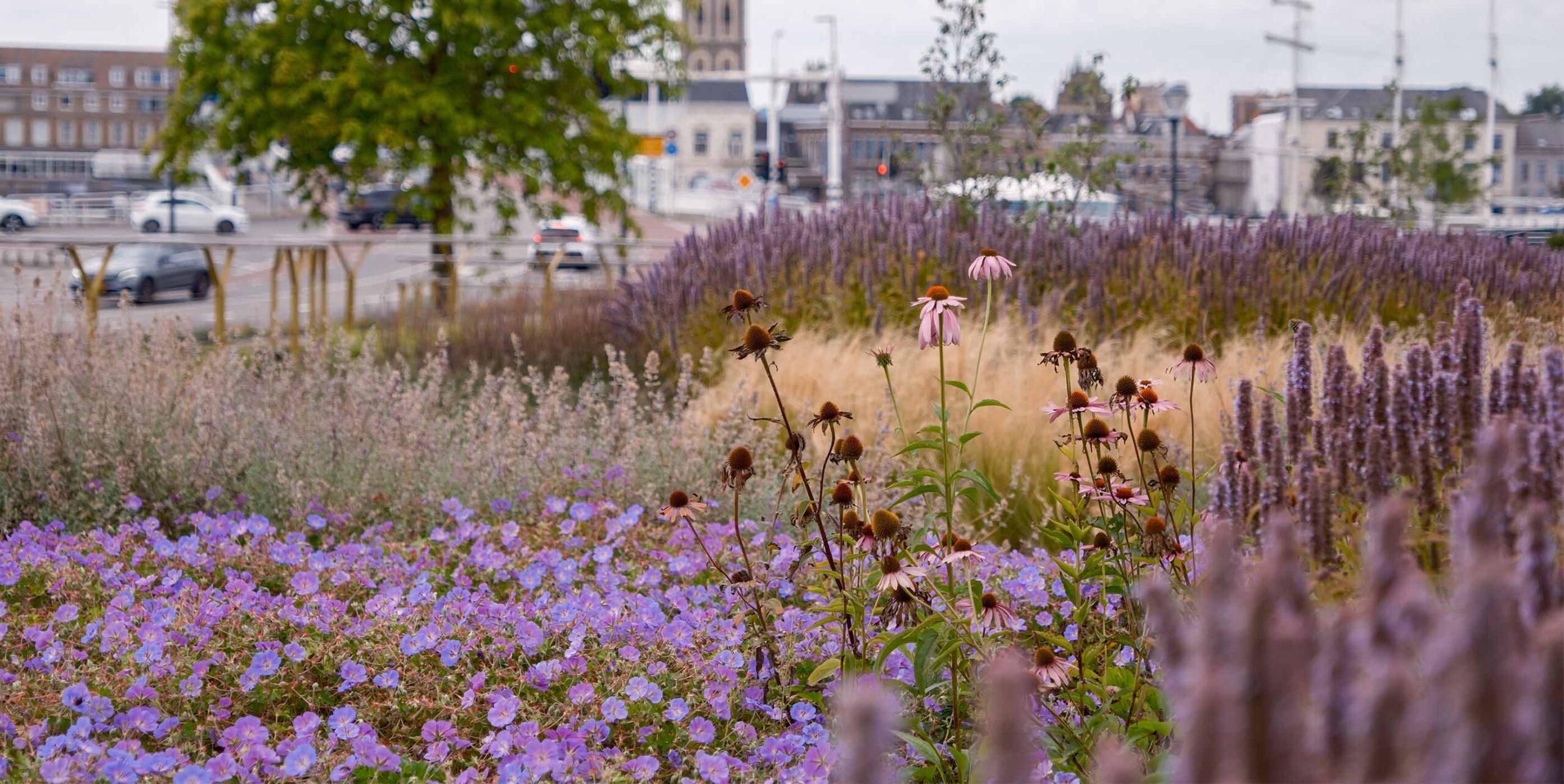 Bynært staudebed med storkenæb, solhat og salvie langs trafikeret vej
