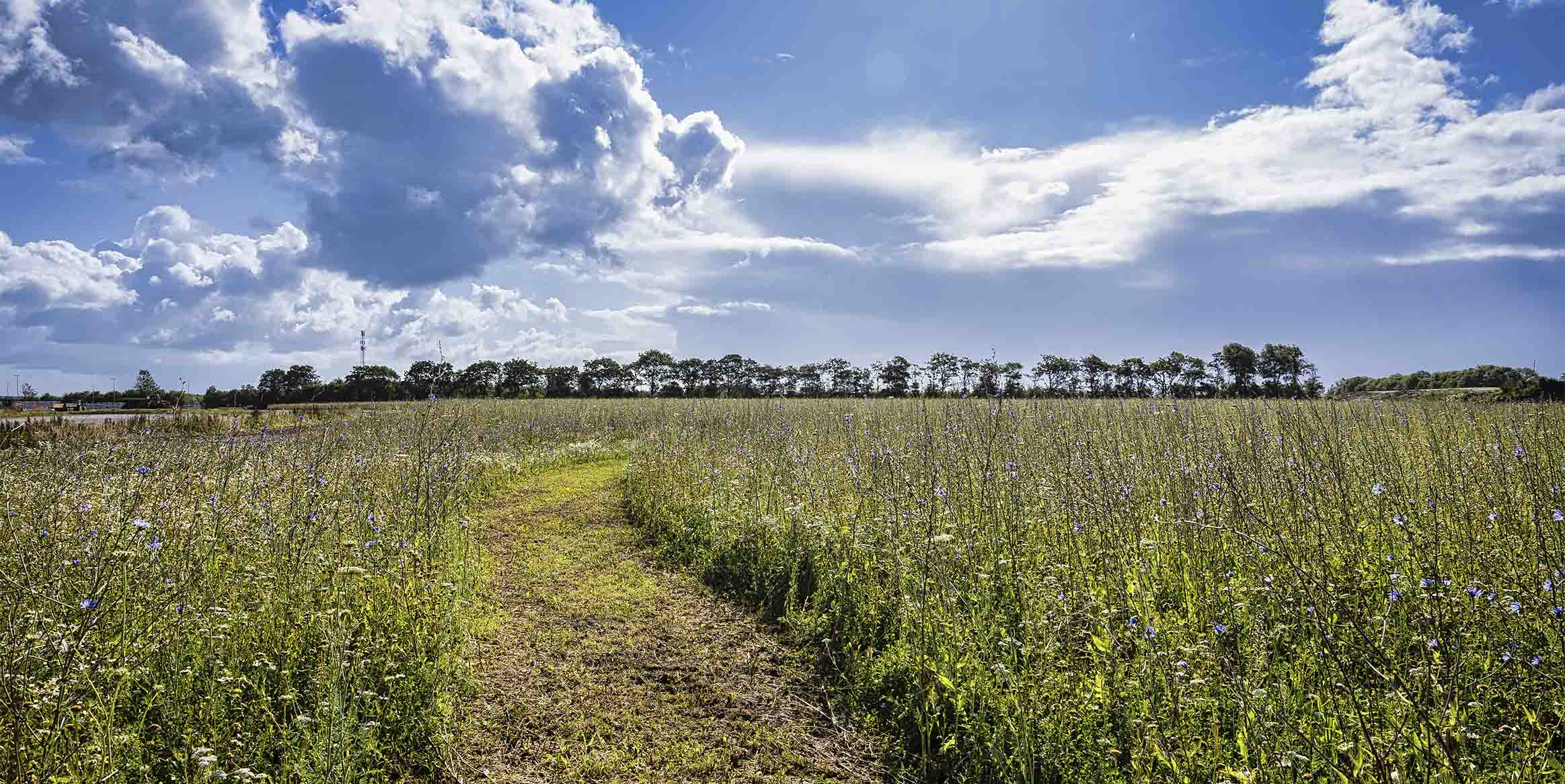 Slået sti gennem blomstrende vildtvoksende eng med cikorie under åben himmel.
