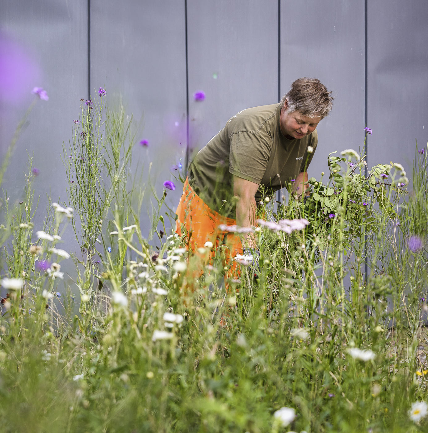 Medarbejder plejer blomstrende vildtvoksende bed ved grå plankevæg