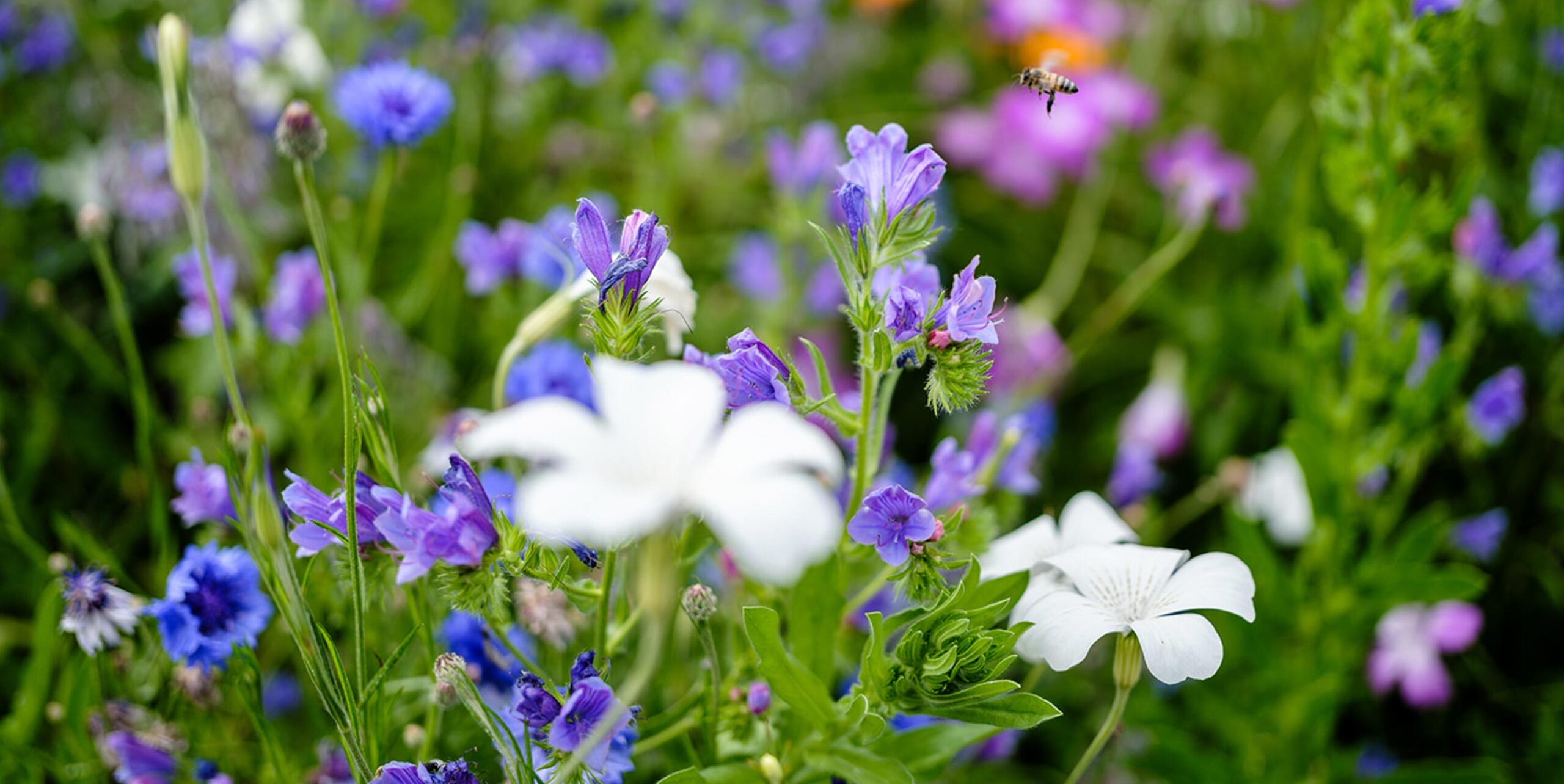Blomstereng med blå, lilla og hvide vilde blomster, hvor en bi flyver mellem blomsterne.
