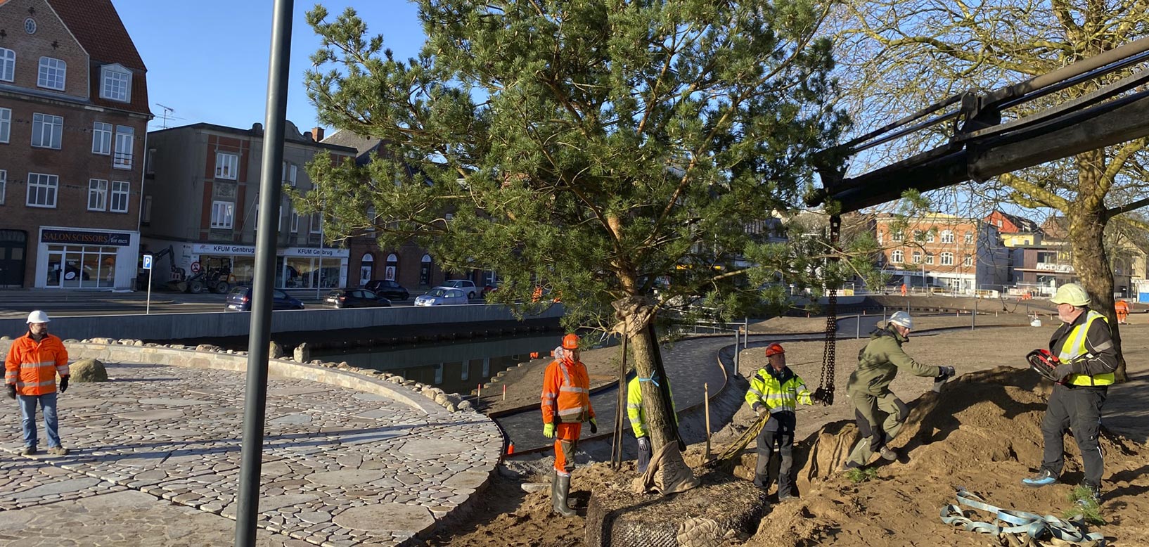 Medarbejdere planter et større fyrretræ med kran i byrum ved kanal