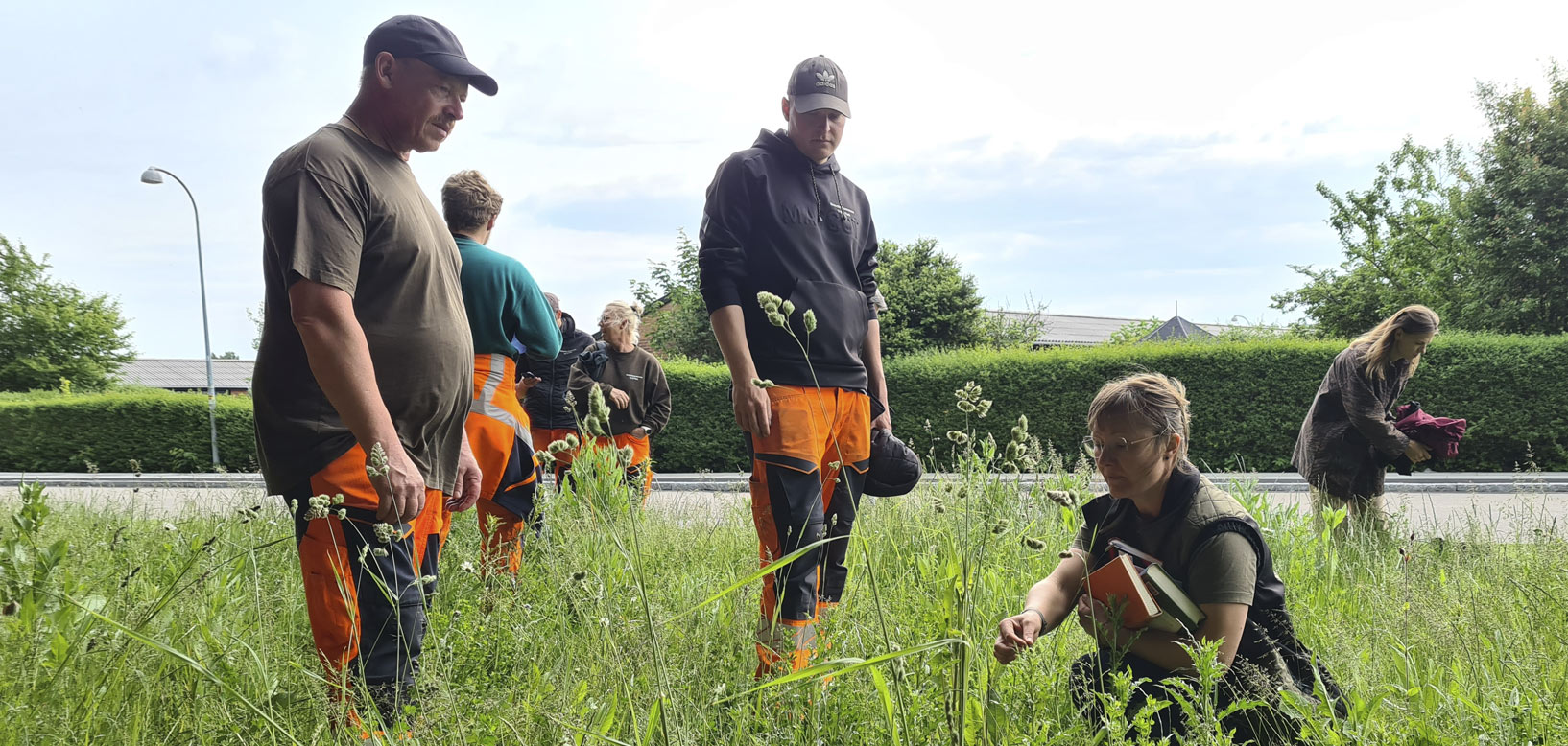 Medarbejdere undersøger vilde planter og blomster i højt græs ved en registrering af biodiversitet.