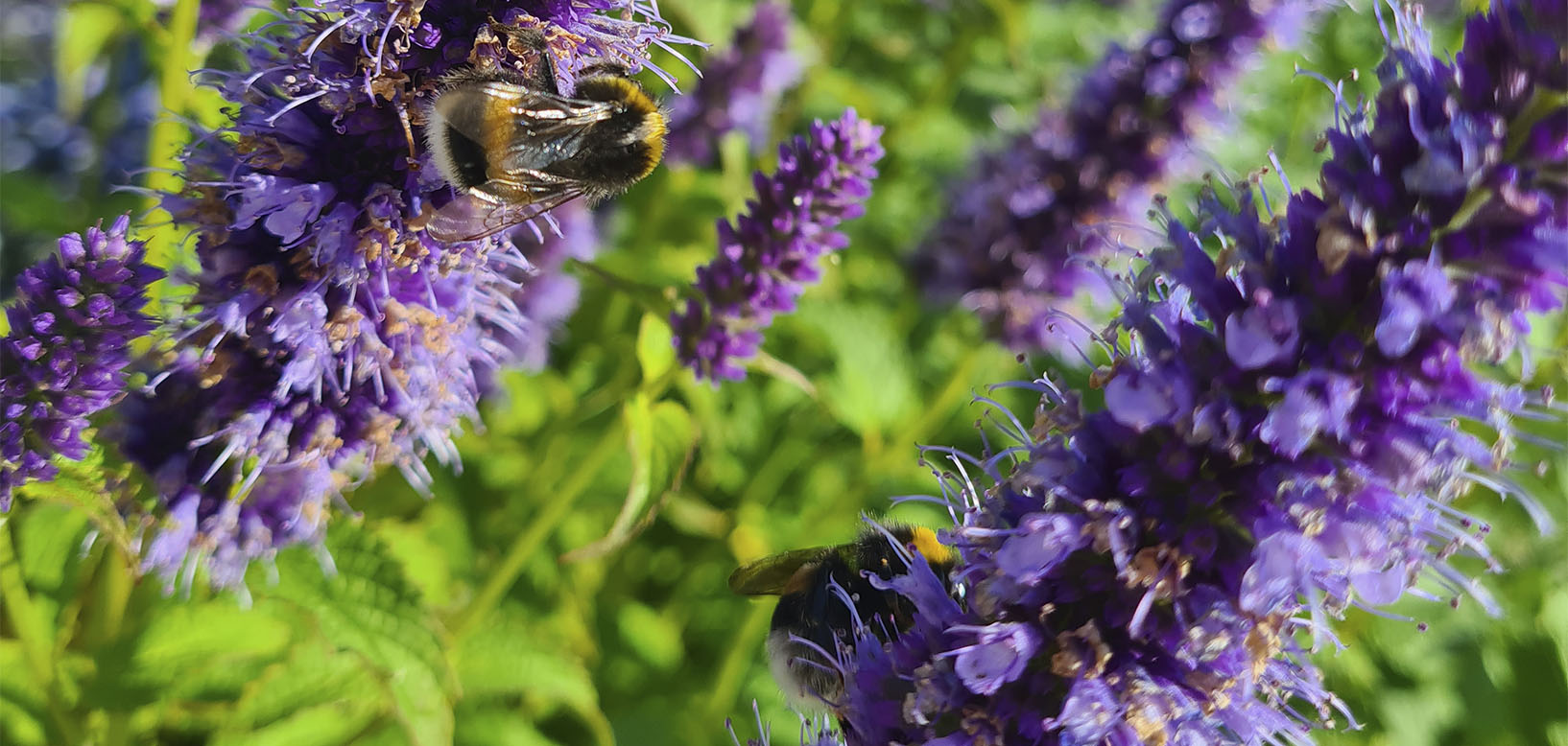 To humlebier suger nektar fra lilla anisisop-blomster i bede med naturbeplantning.