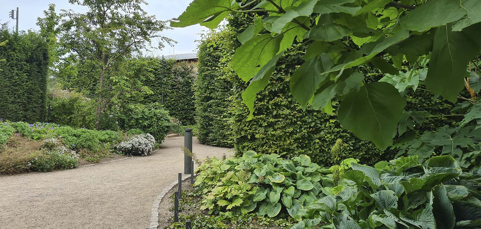 Grusbelagt gangsti gennem parkanlæg med klippede hække og bunddække af hosta.