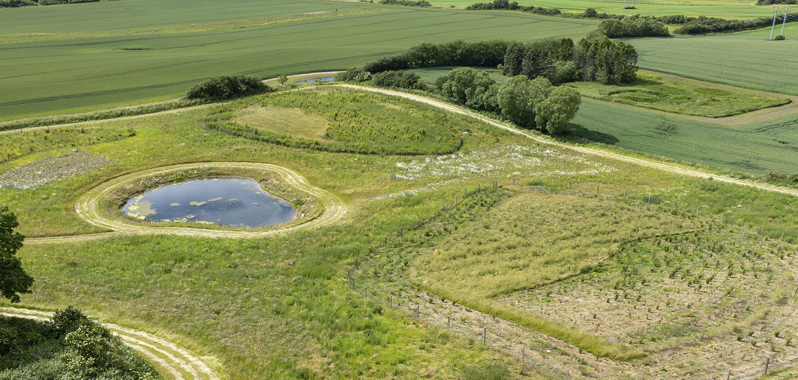 Luftfoto af naturgenoprettet område med vandhul, blomstrende urter og nyplantede træer omgivet af landbrugsjord.