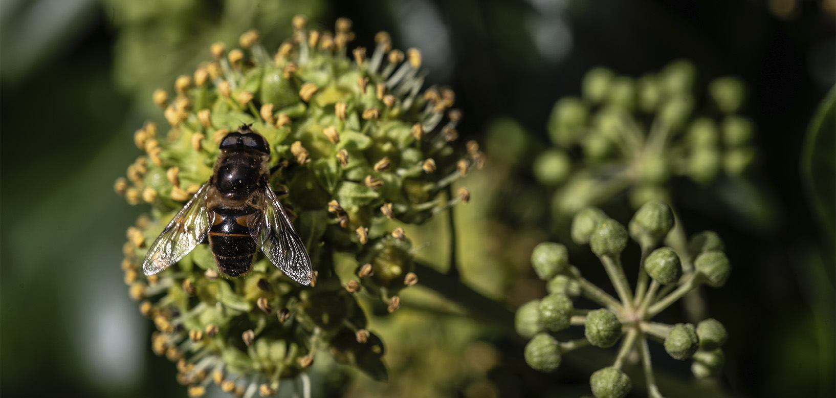 Svirreflue bestøver blomstrende vedbend i tætbevokset grønt område.