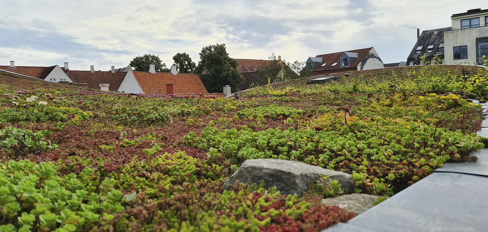 Sedumtag med grønne og røde stenurtplanter over tage i historisk bykerne.