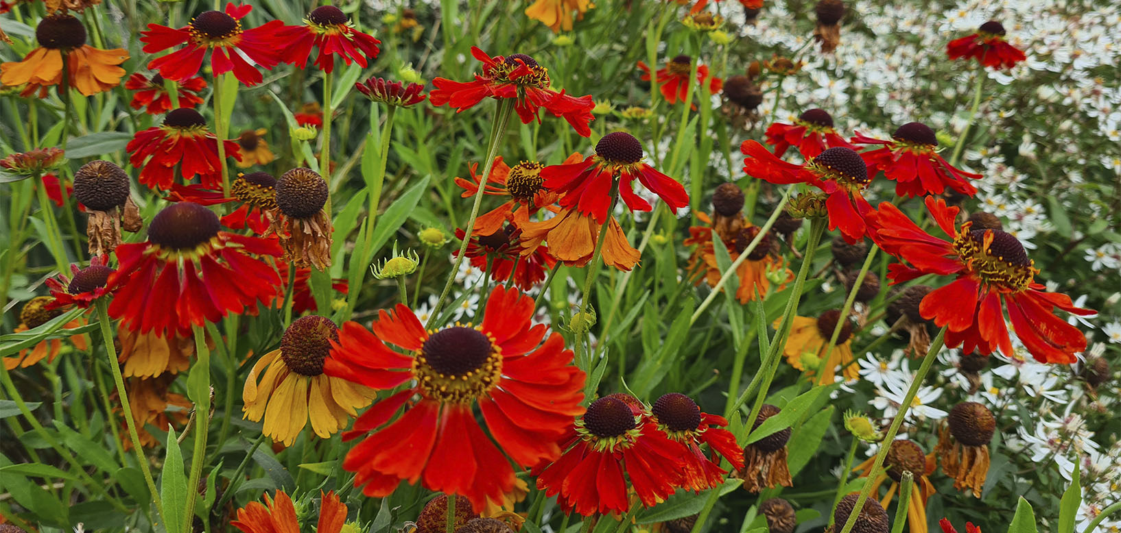 Rødgule solhat-blomster (Helenium) i tæt beplantning med hvide asters i baggrunden.