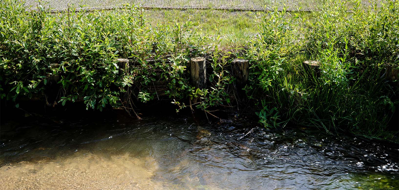 Bevokset åbred sikret med træpæle og pilebeplantning ved rindende vandløb.