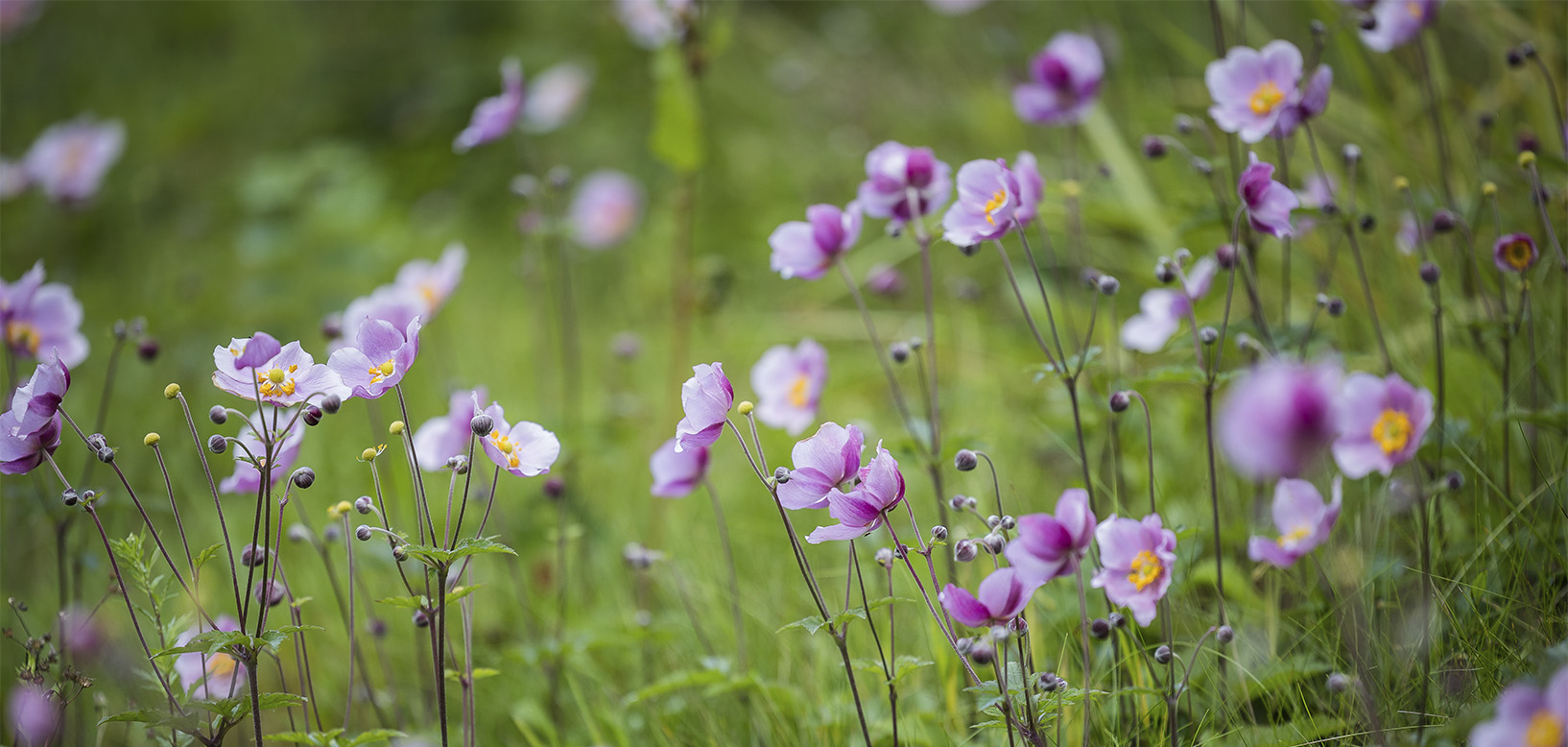 Lyserøde japananemoner blomstrer i grønt naturareal.