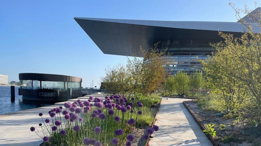 Beplantning med allium og græsser langs havnepromenade ved Operaen i København.