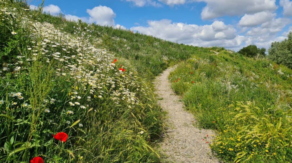 Grussti gennem blomstrende naturareal med prstekrave og valmuer på skråning i Ishøj.