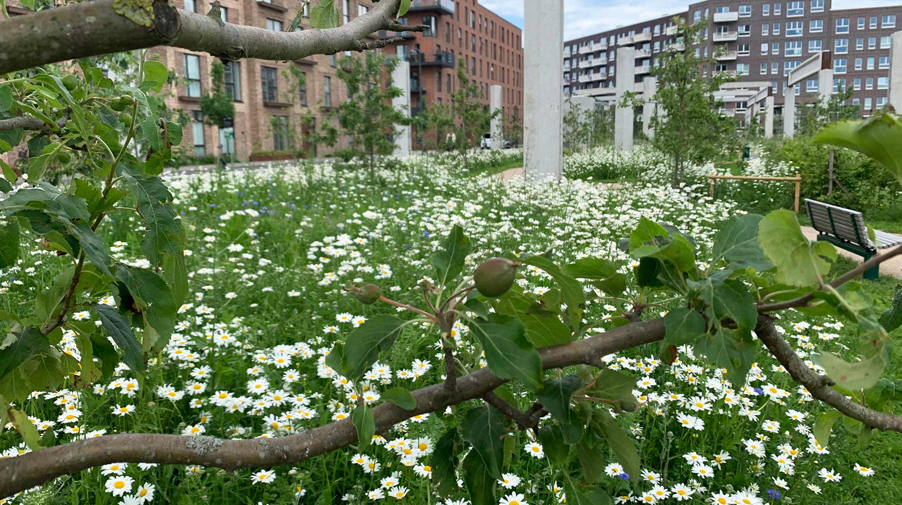 Blomstereng med prestekraver og æbletræ mellem boligbebyggelser i Køge.