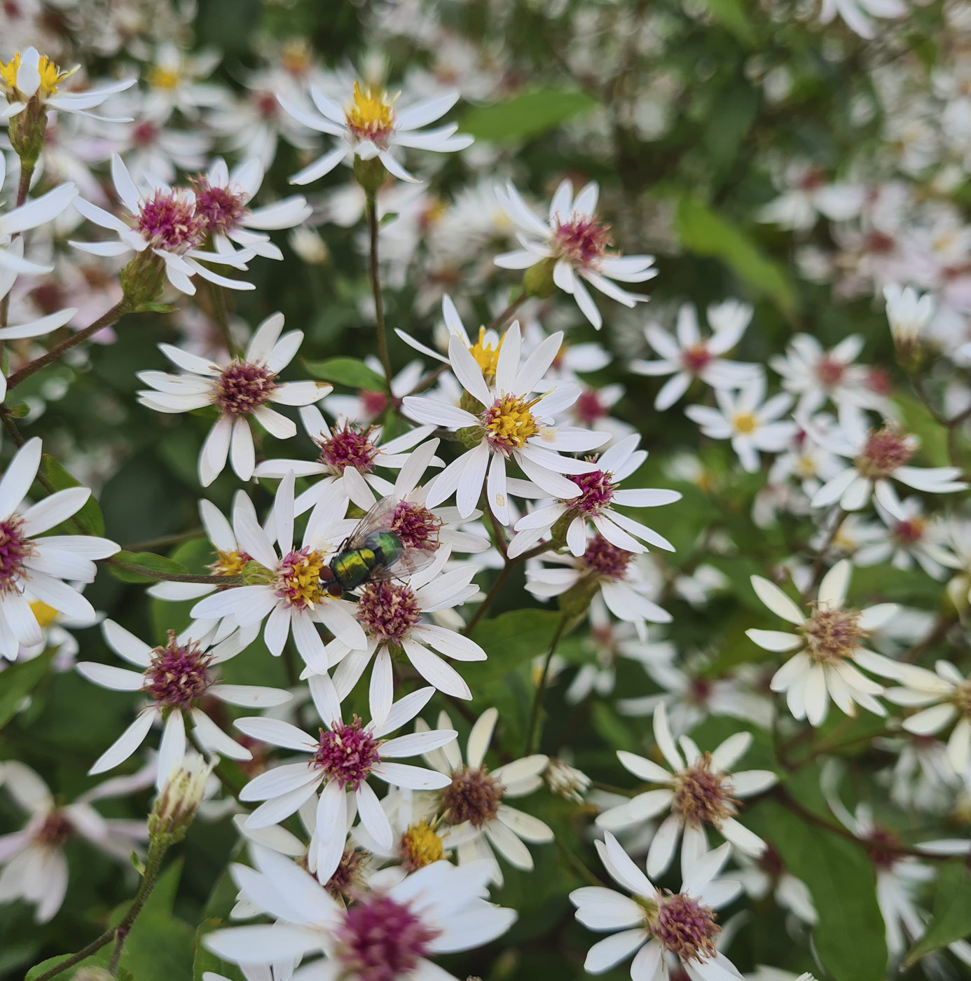 Hvide asterblomster med en grøn spyflue på en blomst i beplantning med naturpositivt fokus.