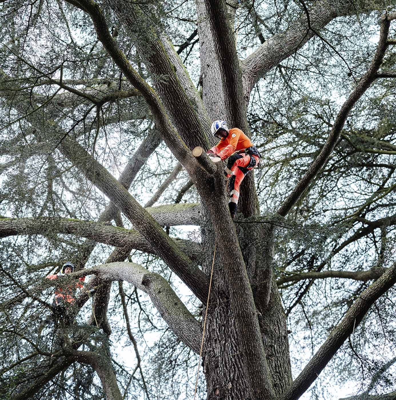 To arboristklatrere med sikkerhedsudstyr beskærer et stort nåletræ højt oppe i kronen.