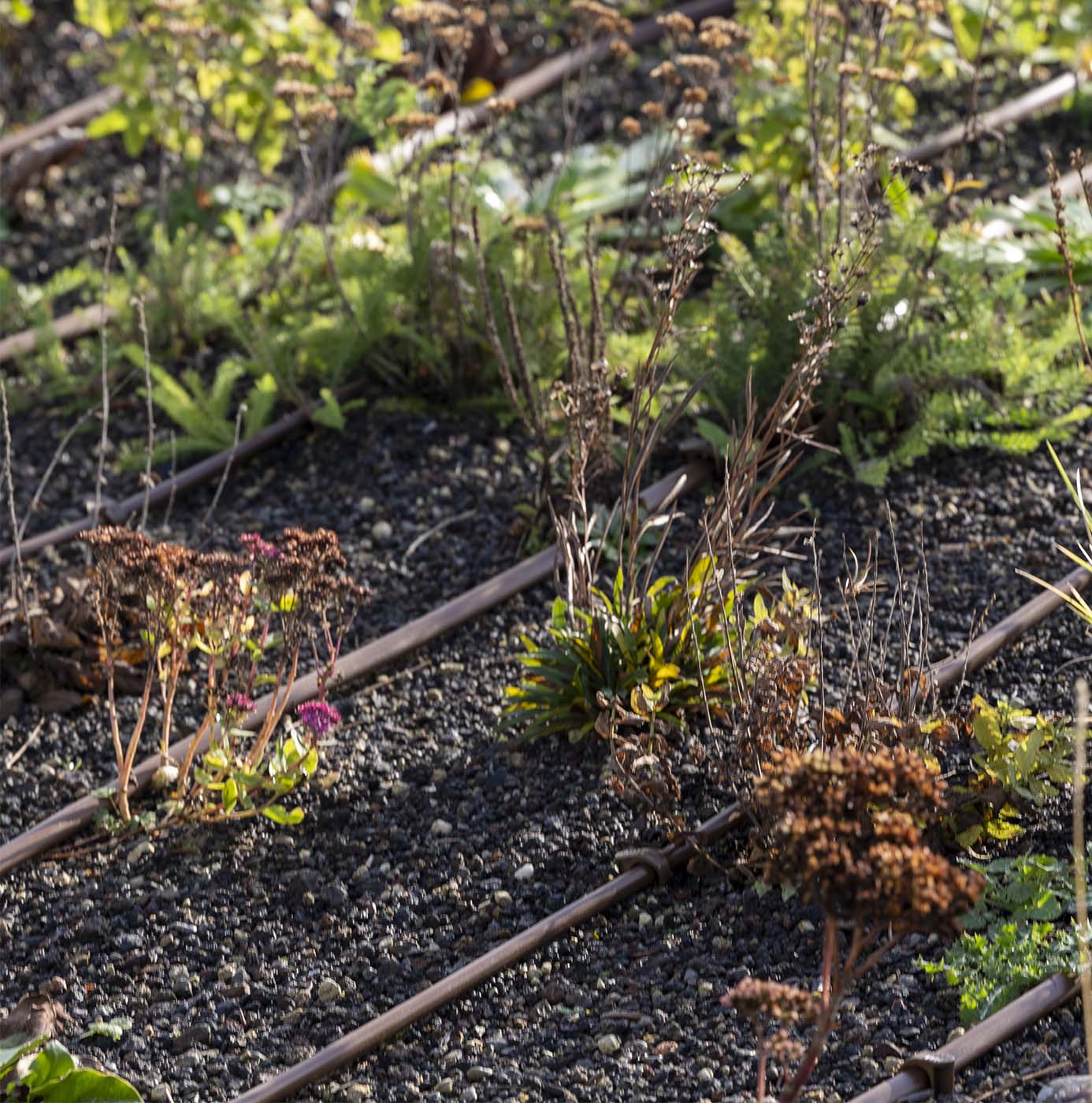 Stauder og selvsåede planter gror mellem gruslag og gamle skinner i et beplantet bed.