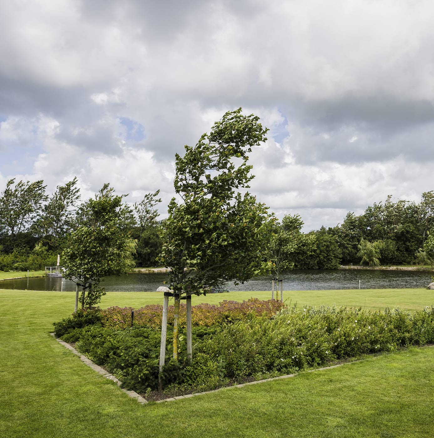 Nyplantede træer med opbindingspæle i beplantningsbed ved sø i anlagt grønt område.