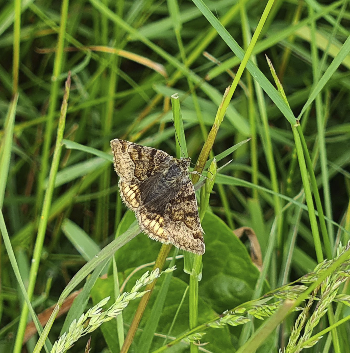 Sommerfugl hviler på græsstrå i naturareal med høj vegetation.