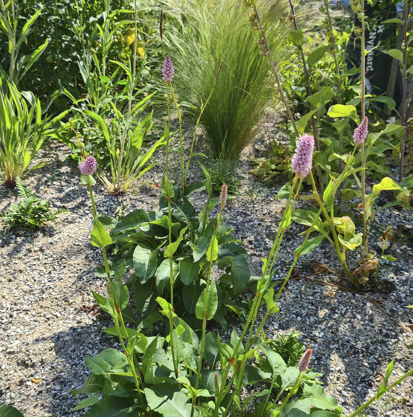 Blomstrende slangeurt og prydgræsser i beplantet bed med gruset bund.