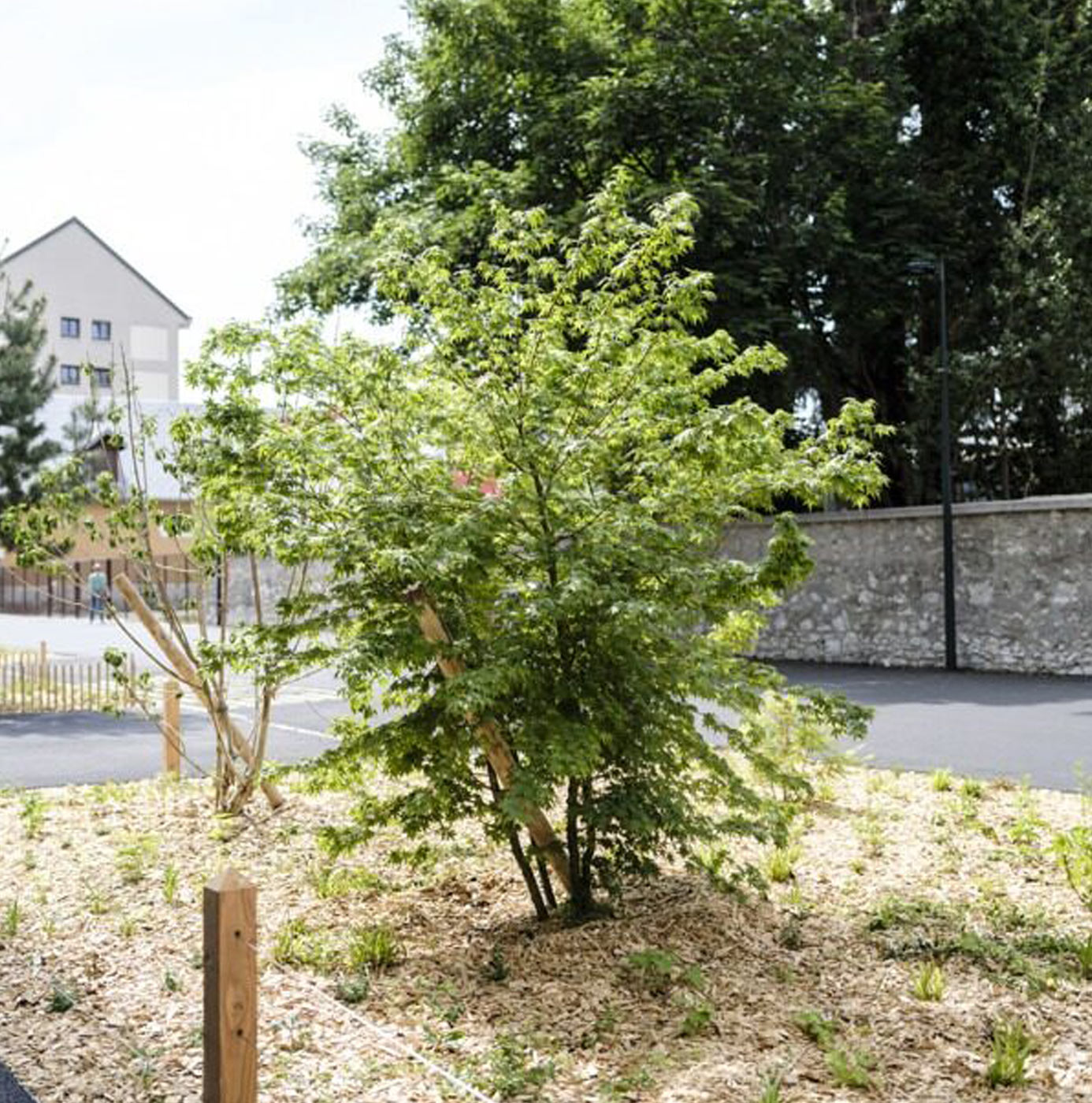 Nyplantet træ med flisdækket bed ved parkeringsareal og stensat mur.
