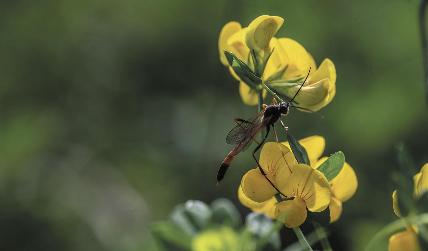 Snyltehveps sidder på gul kællingetand-blomst i naturareal.