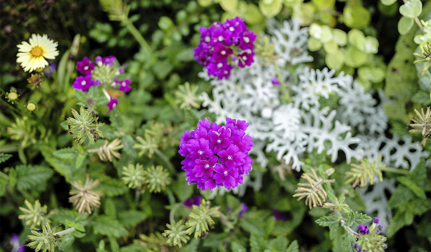 Blomsterbed med lilla verbena, sølvbladet cineraria og gul margerit i tæt beplantning.