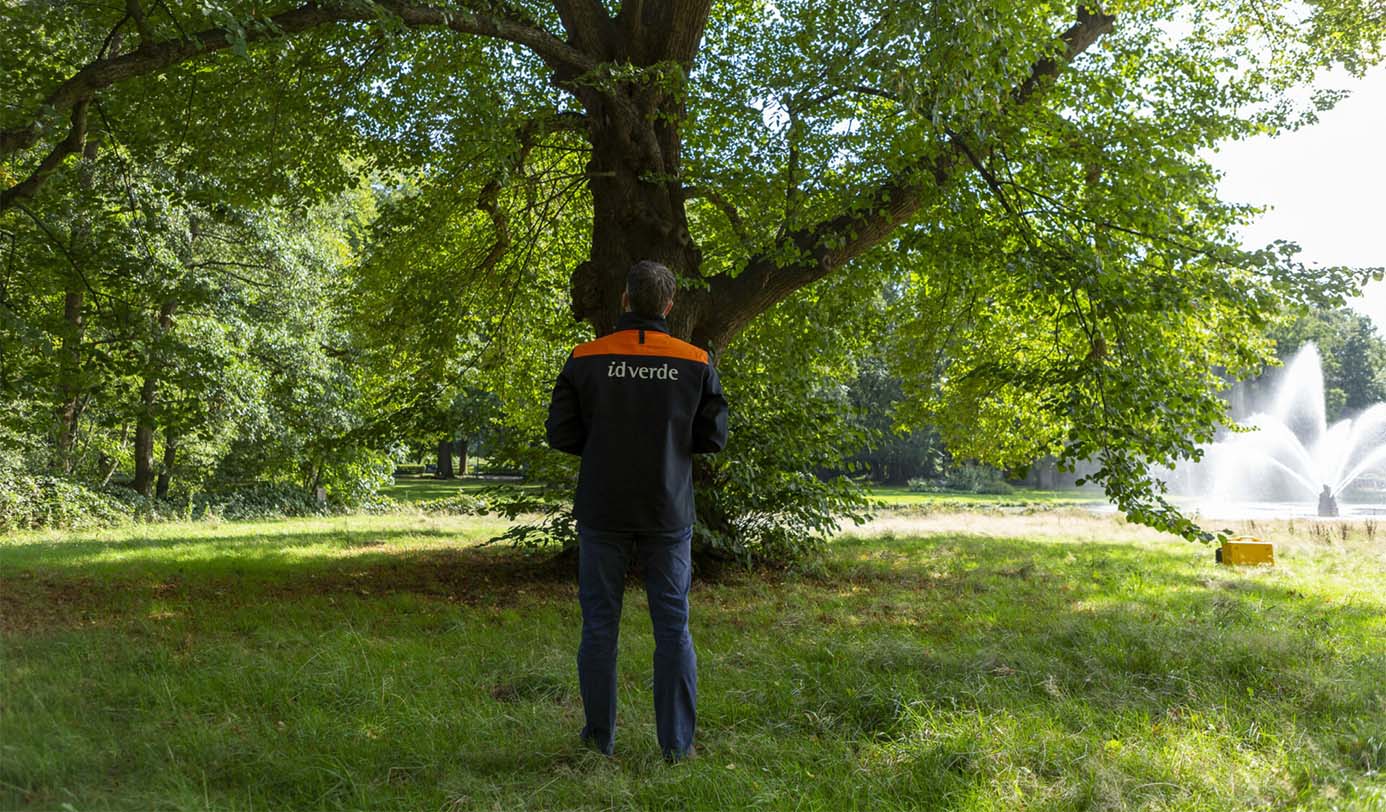 Medarbejder inspicerer stort løvtræ i park med springvand i baggrunden.