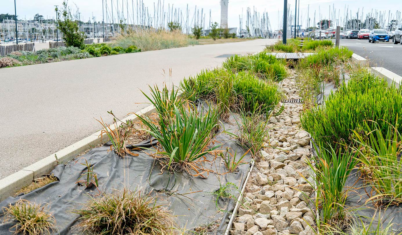 Regnbed med stenrende og nyplantede stauder langs sti ved havneområde.