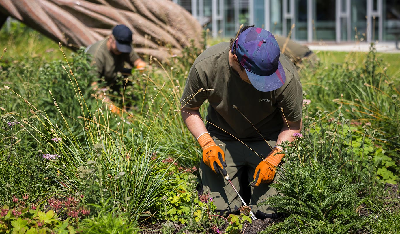To medarbejdere fra idverde plejer et blomstrende staudebed med græsser og stauder ved en bygning.