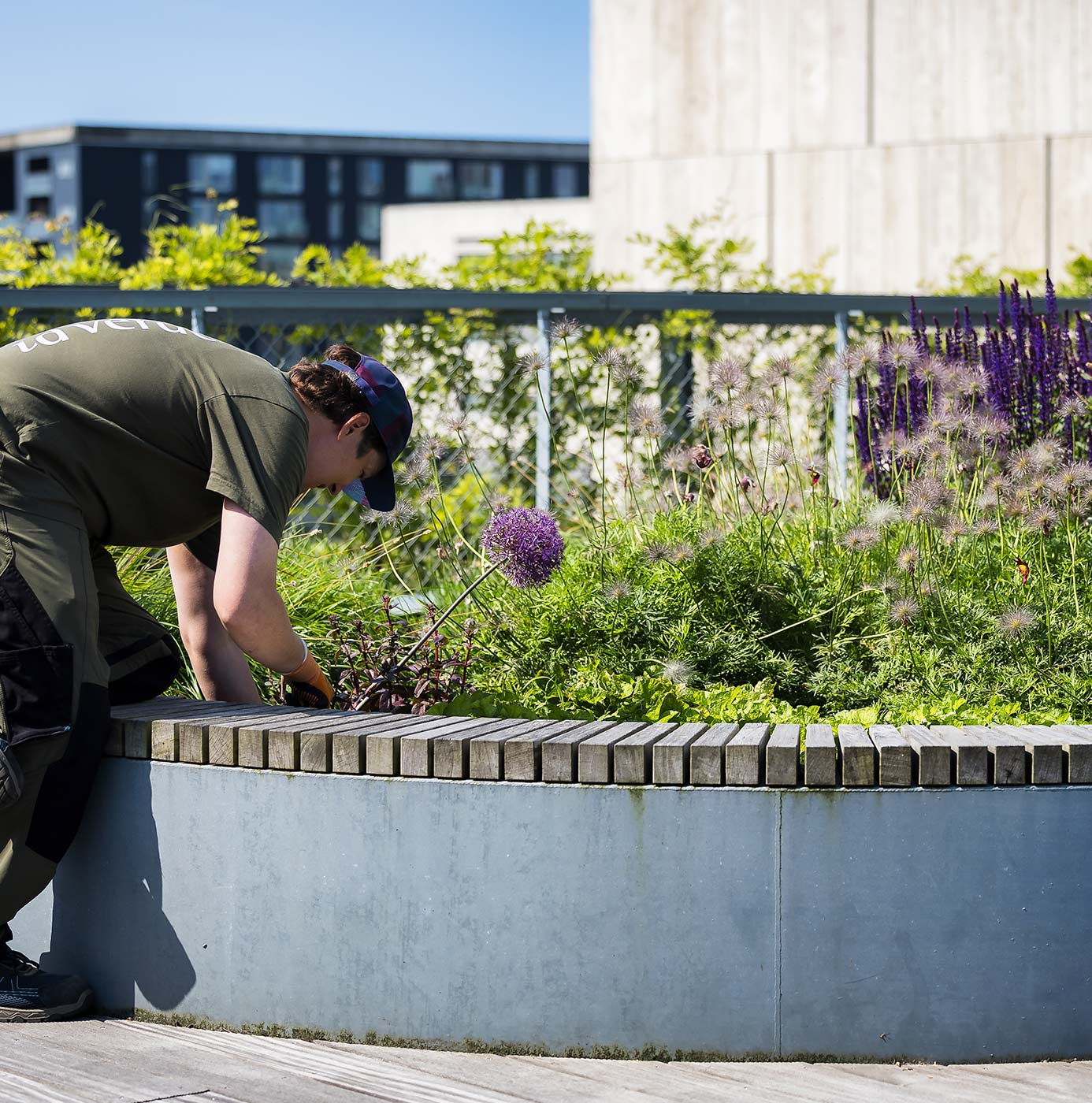Medarbejder plejer plantebed med allium og salvie i ophøjet bed på tagterrasse